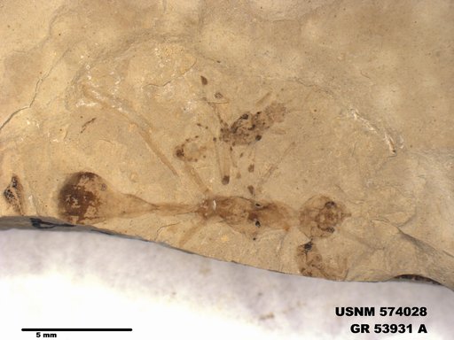 Genus sp