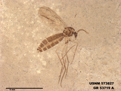 Genus sp