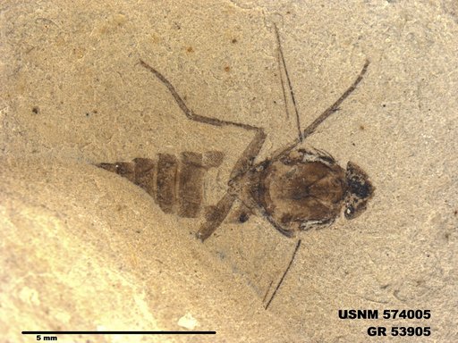 Genus sp