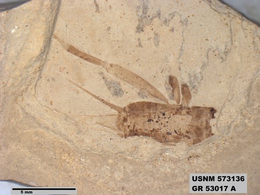 Genus sp