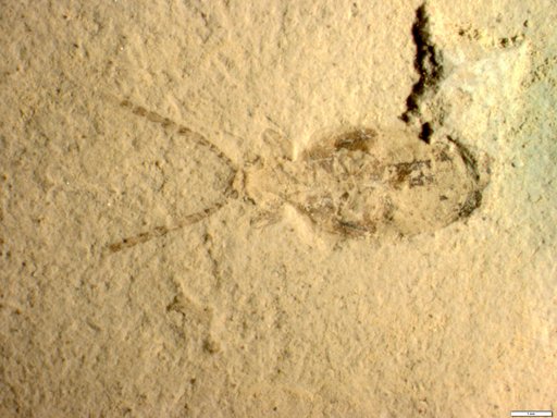 Insecta