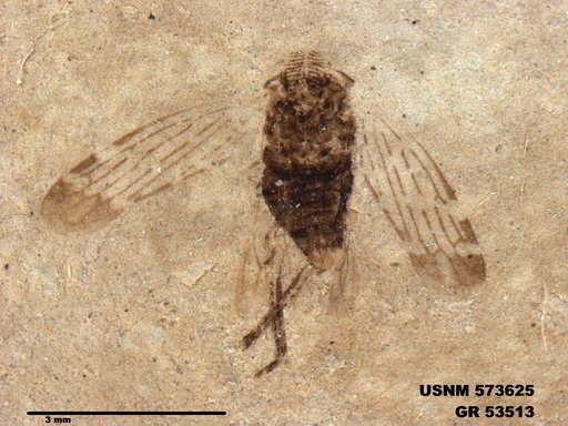 Genus sp