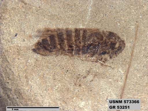 Tipula sp