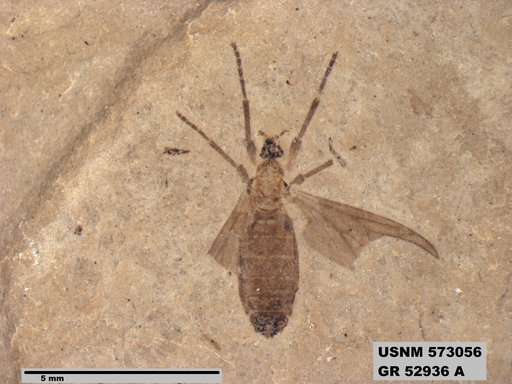 Genus sp