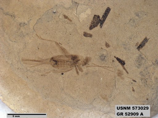 Genus sp