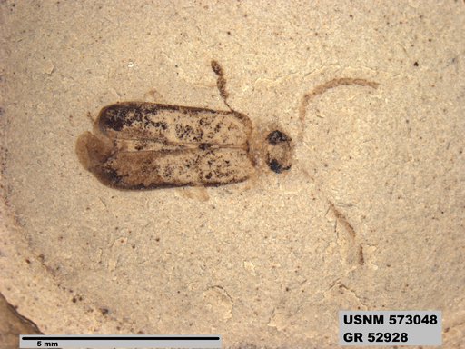 Insecta