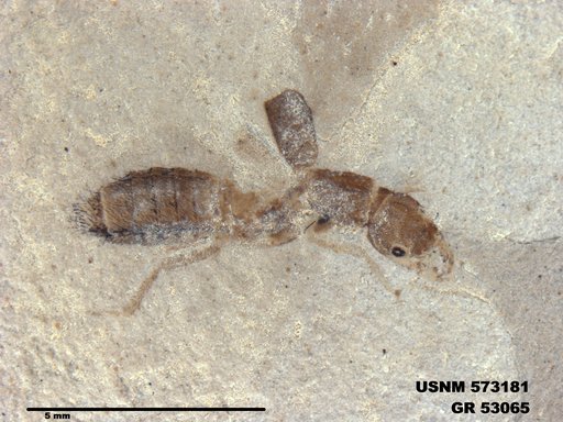 Insecta