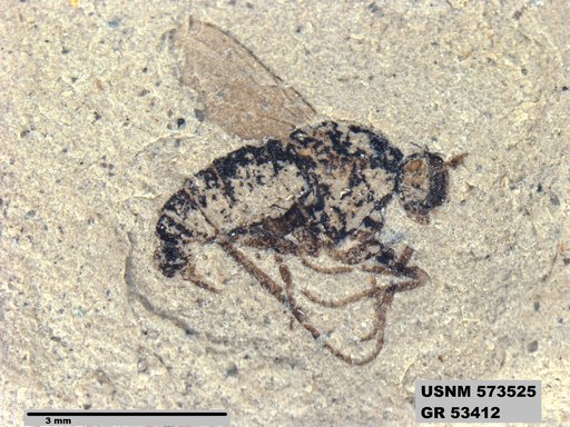 Genus sp