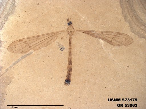 Genus sp