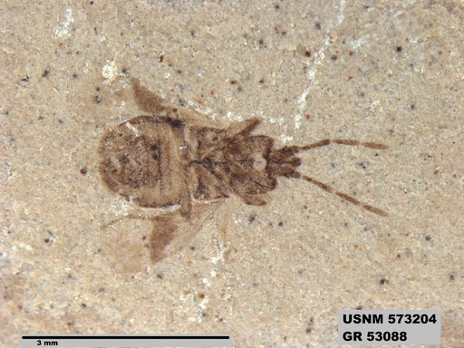 Genus sp