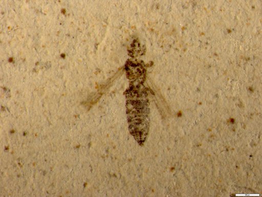 Insecta