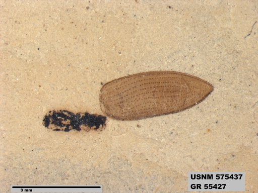 Genus sp