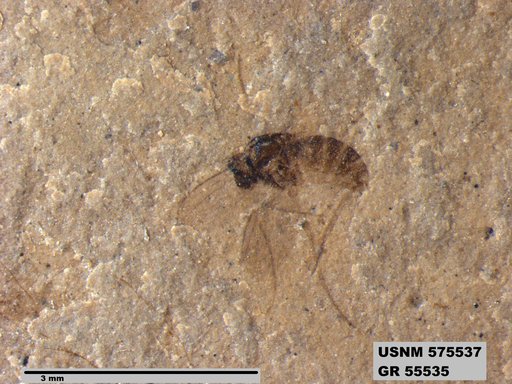 Insecta