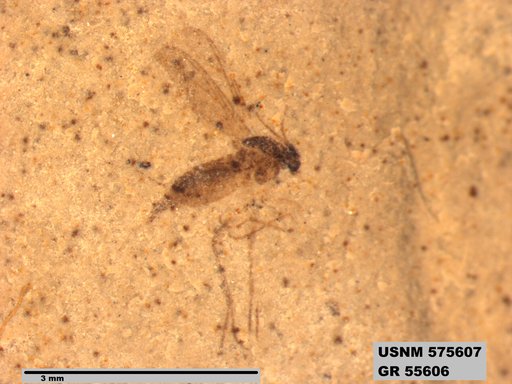 Genus sp