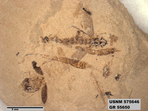 Insecta