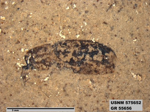 Insecta