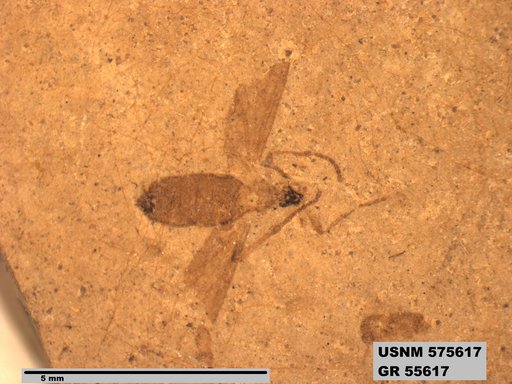 Genus sp