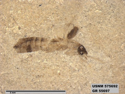Insecta