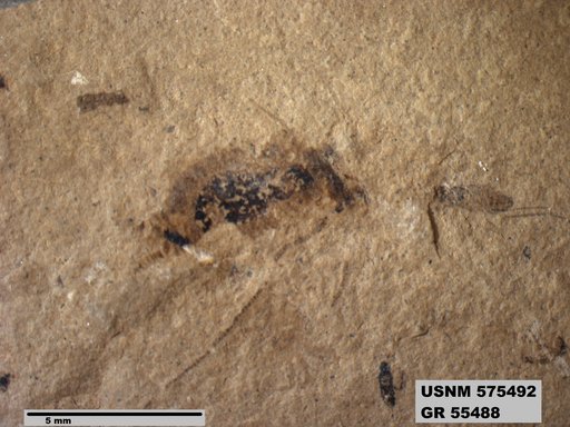 Insecta