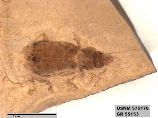 Insecta