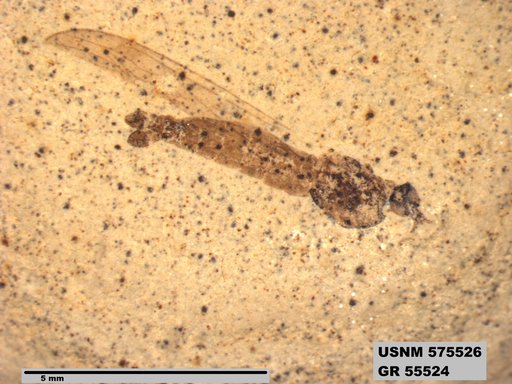 Genus sp
