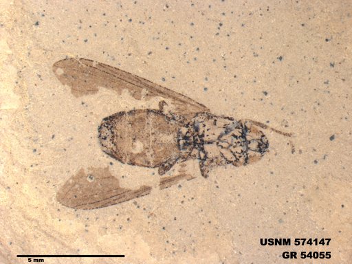 Insecta