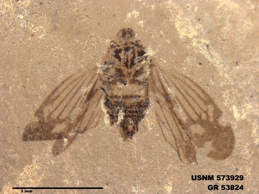 Genus sp