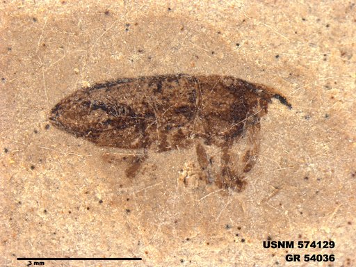 Insecta