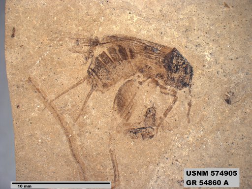 Genus sp