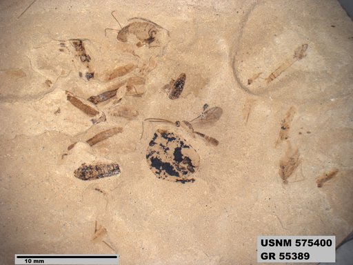 Genus sp