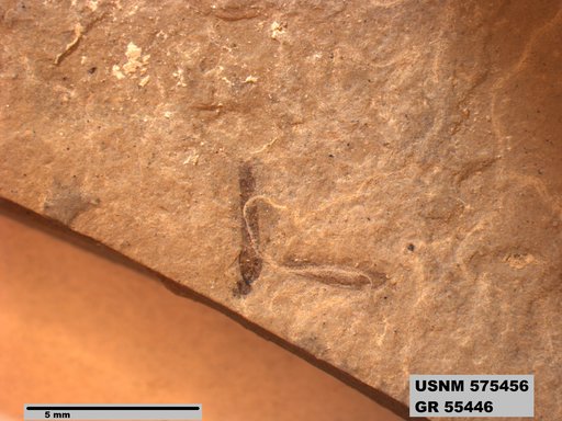 Insecta