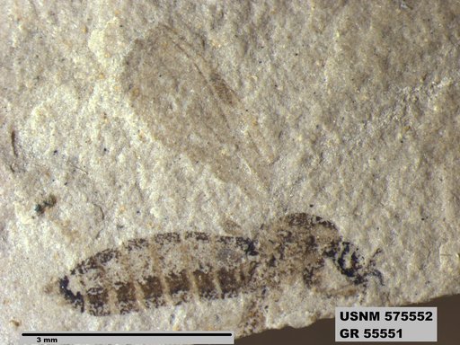Insecta