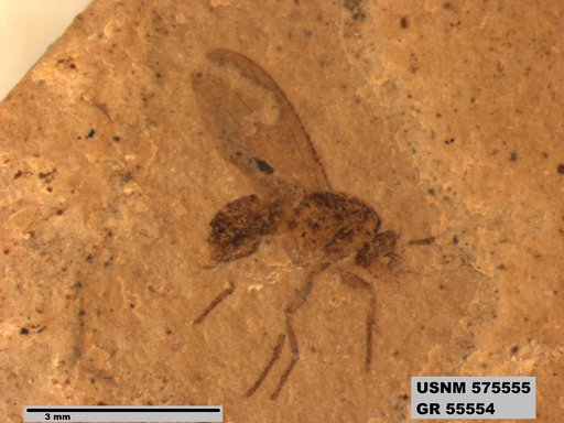 Insecta