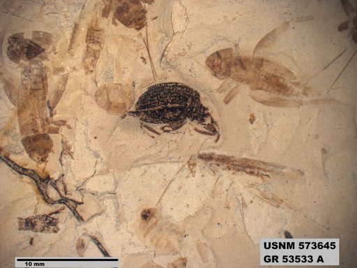 Genus sp