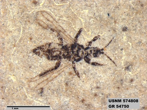 Insecta