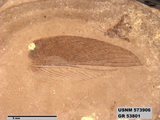 Insecta