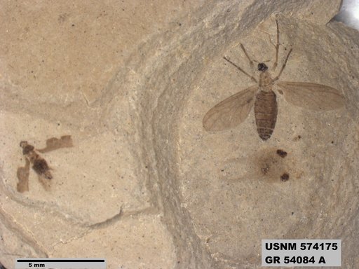 Genus sp