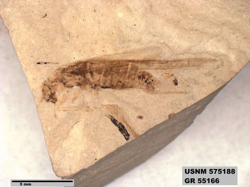 Genus sp