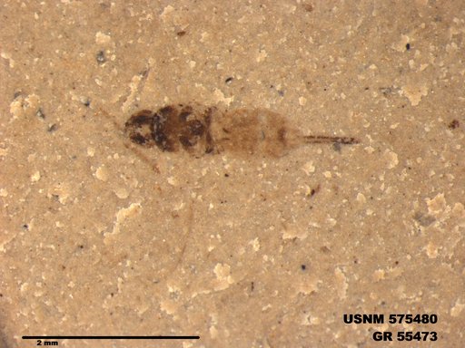 Insecta