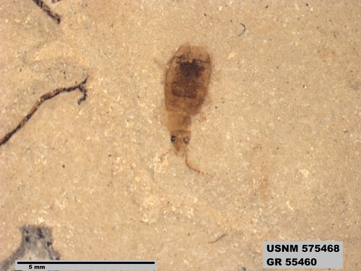 Genus sp