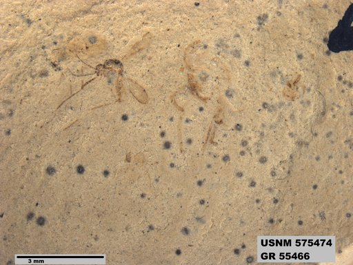 Insecta