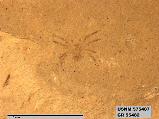 Insecta