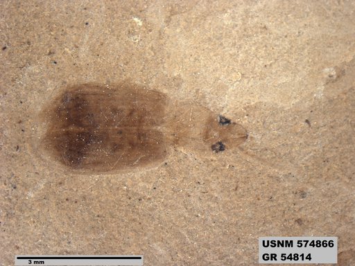 Insecta
