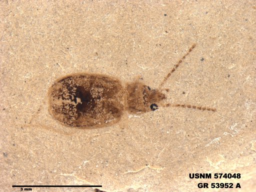 Insecta