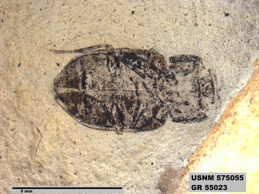 Insecta