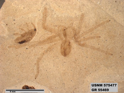 Genus sp