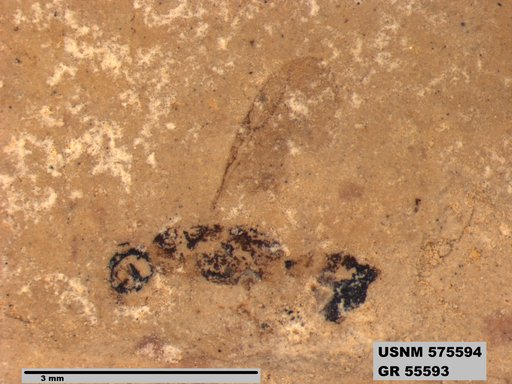 Insecta