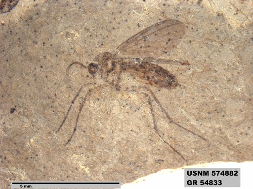 Insecta