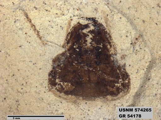 Genus sp