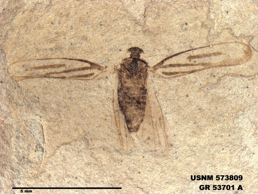 Genus sp
